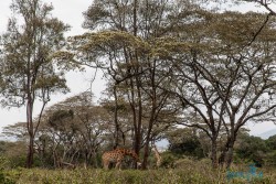 Kena_Žirafy Nairobi