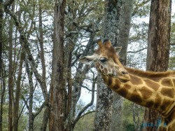 Kena_Žirafy Nairobi