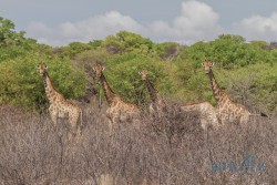 NAM_Etosha National park